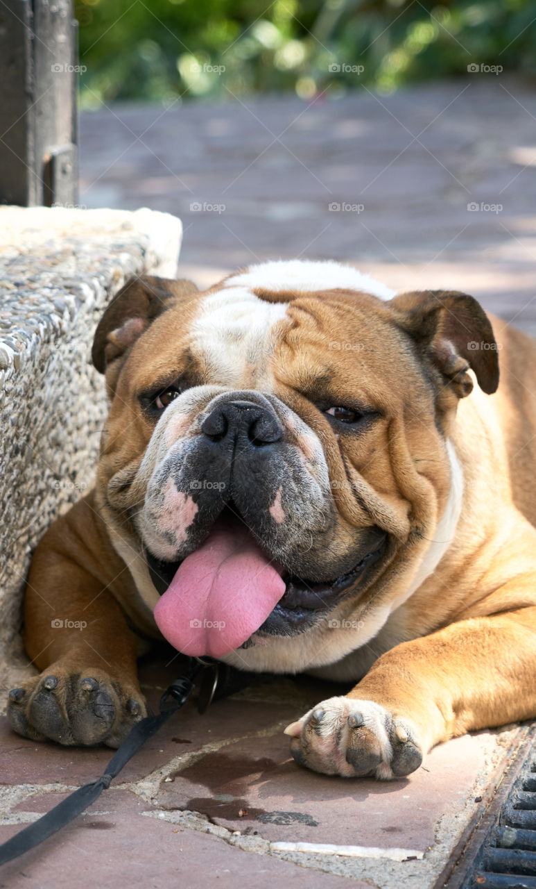 Bulldog lying in a extreme hot day 