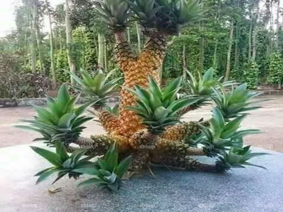 Fruitful Pineapple!  A tropical fruit that nourishes the body.  Do have a fruitful time.