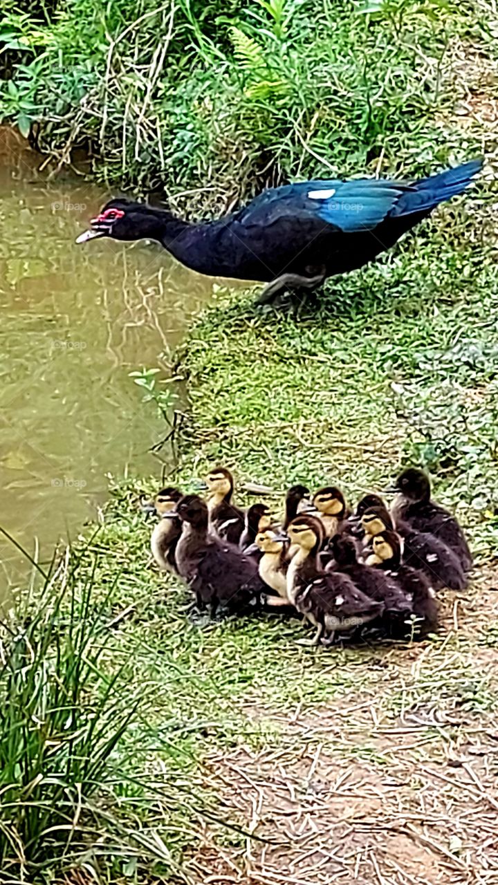 Vamos meus patinhos,  a água está uma delícia! A pata parece chamar seus filhotes abanando a calda.