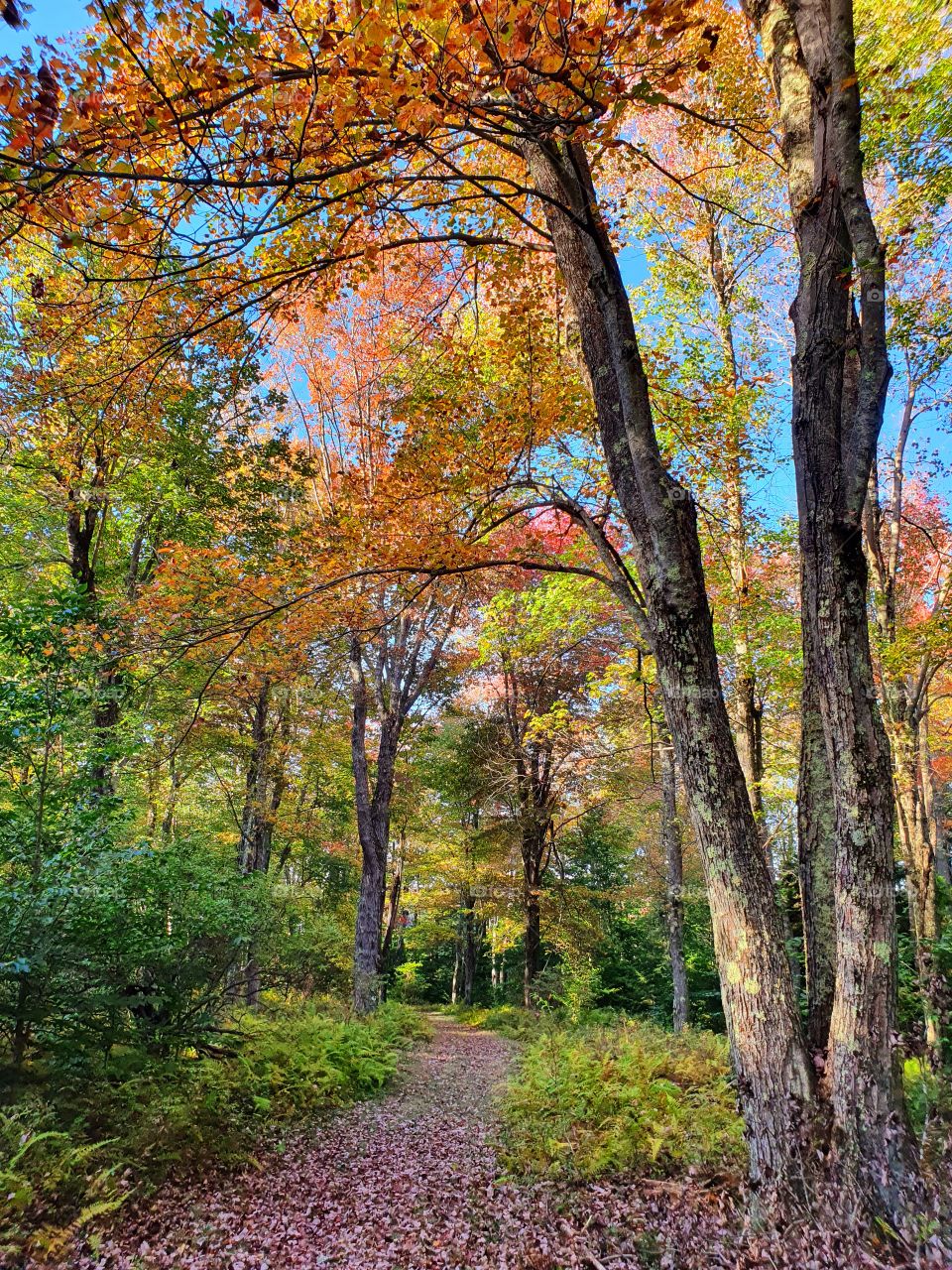 Autumn Forest