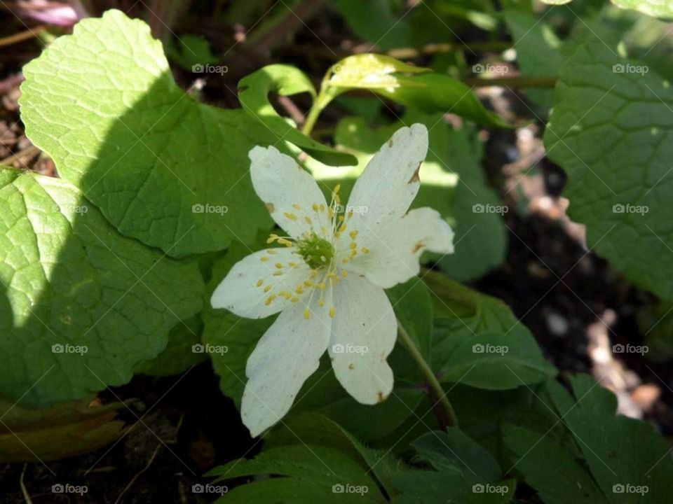 White primeur. Anemone nemorosa 