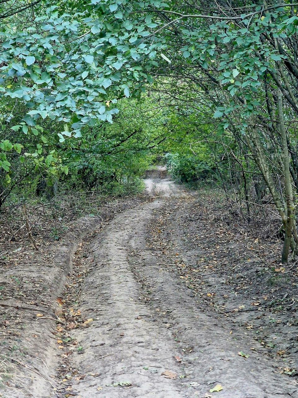 Forest Road