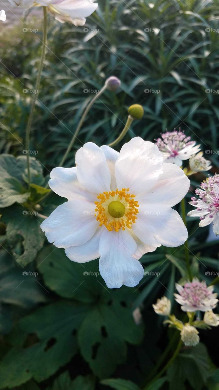 White flower
