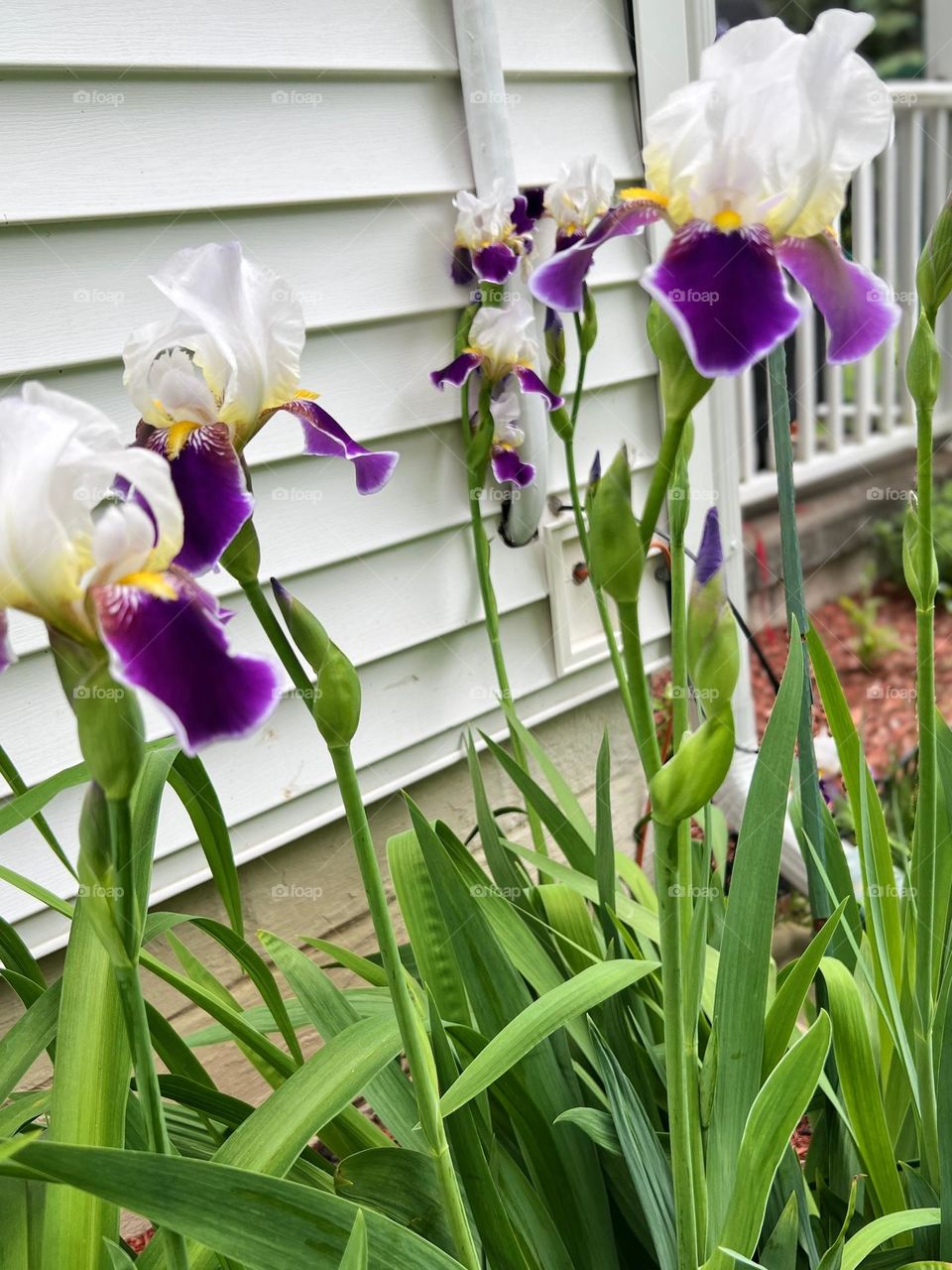 Bed of Iris Flowers 