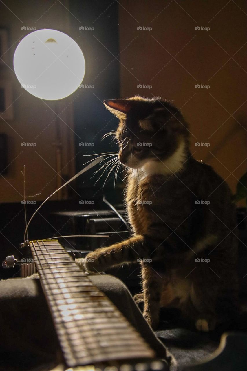 In the key of Cat Major