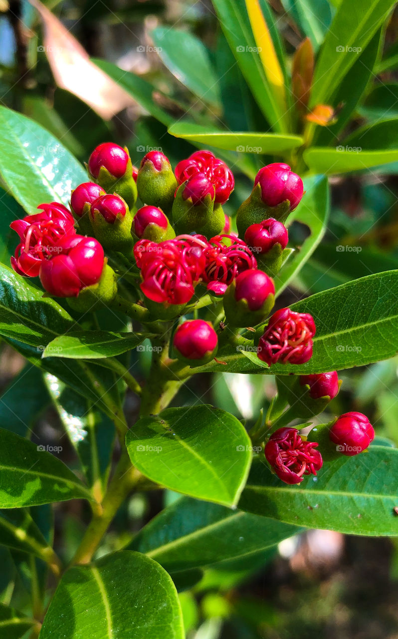 Beautiful Blood Red Blooming Flowers