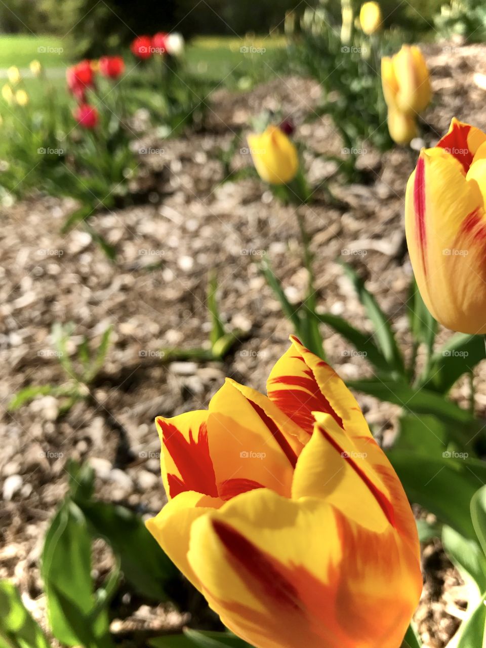 Bright yellow and red tulips