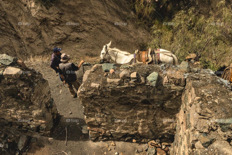 Mules with tour guides in the Andes. Artisanal gold