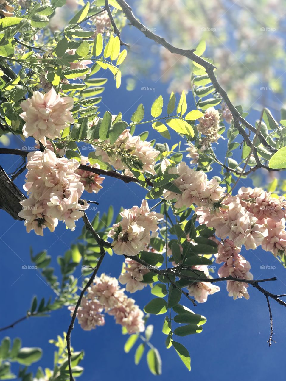 Spring flowers