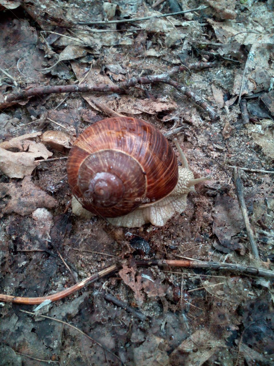 Invertebrate, Shellfish, Snail, Slow, Nature