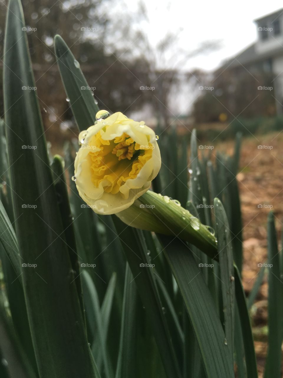 Raindrops on daffodil