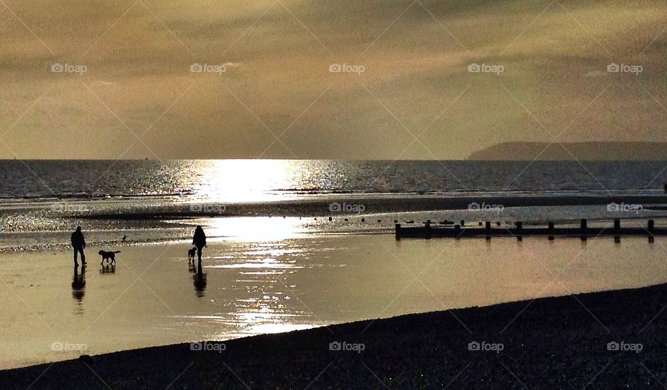 Dog walking on the beach