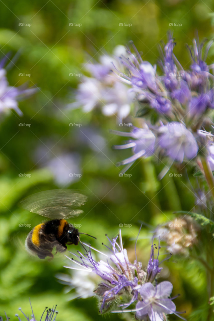 A Bumblebee Flying Among Flowers