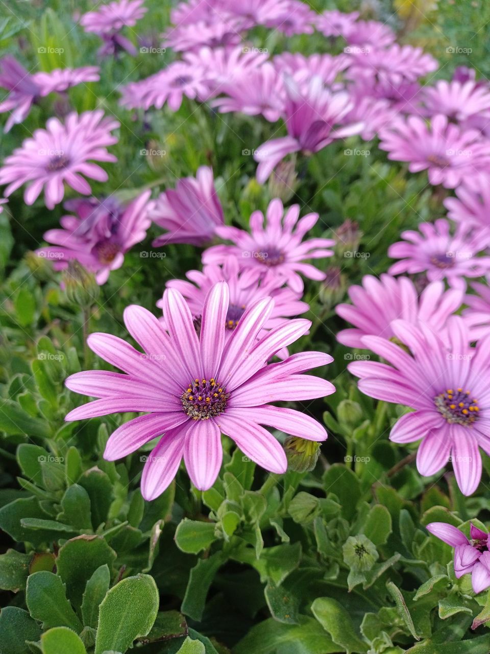 Purple daisies