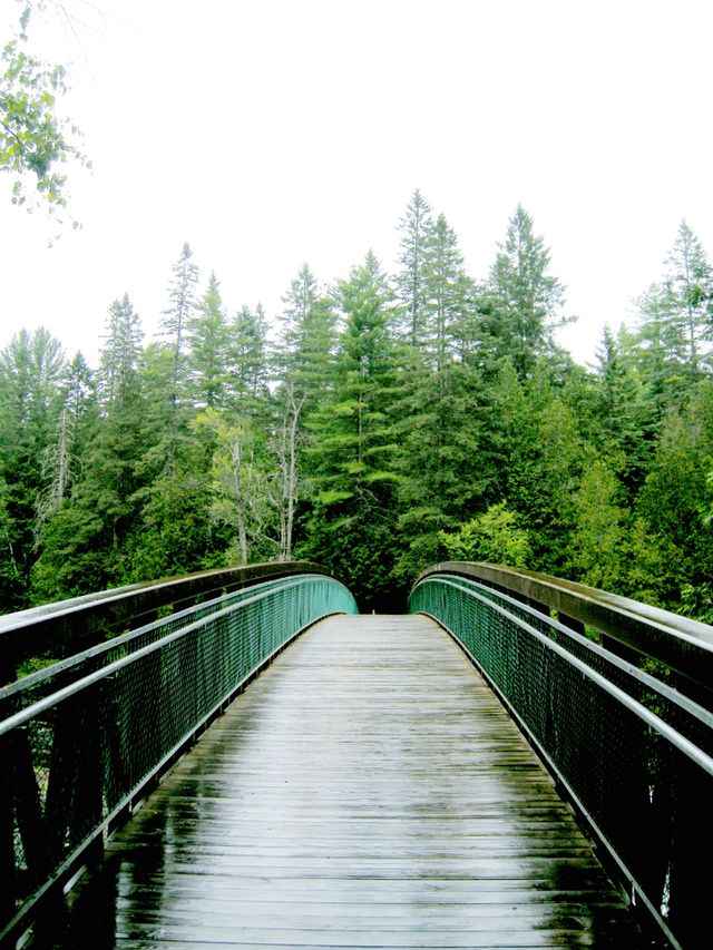 Rainy day in the forest.