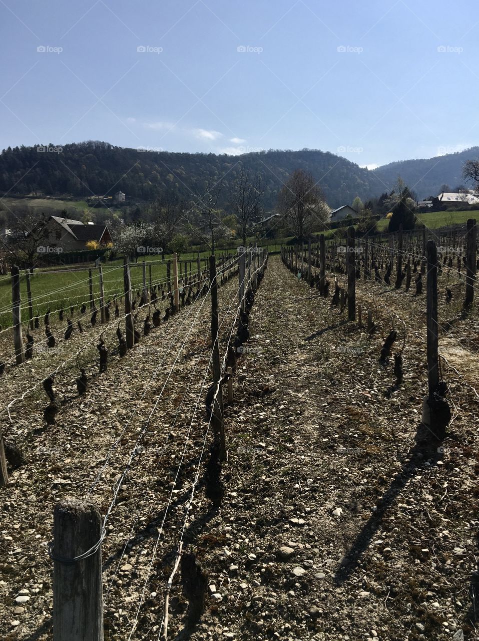 Vine in early spring