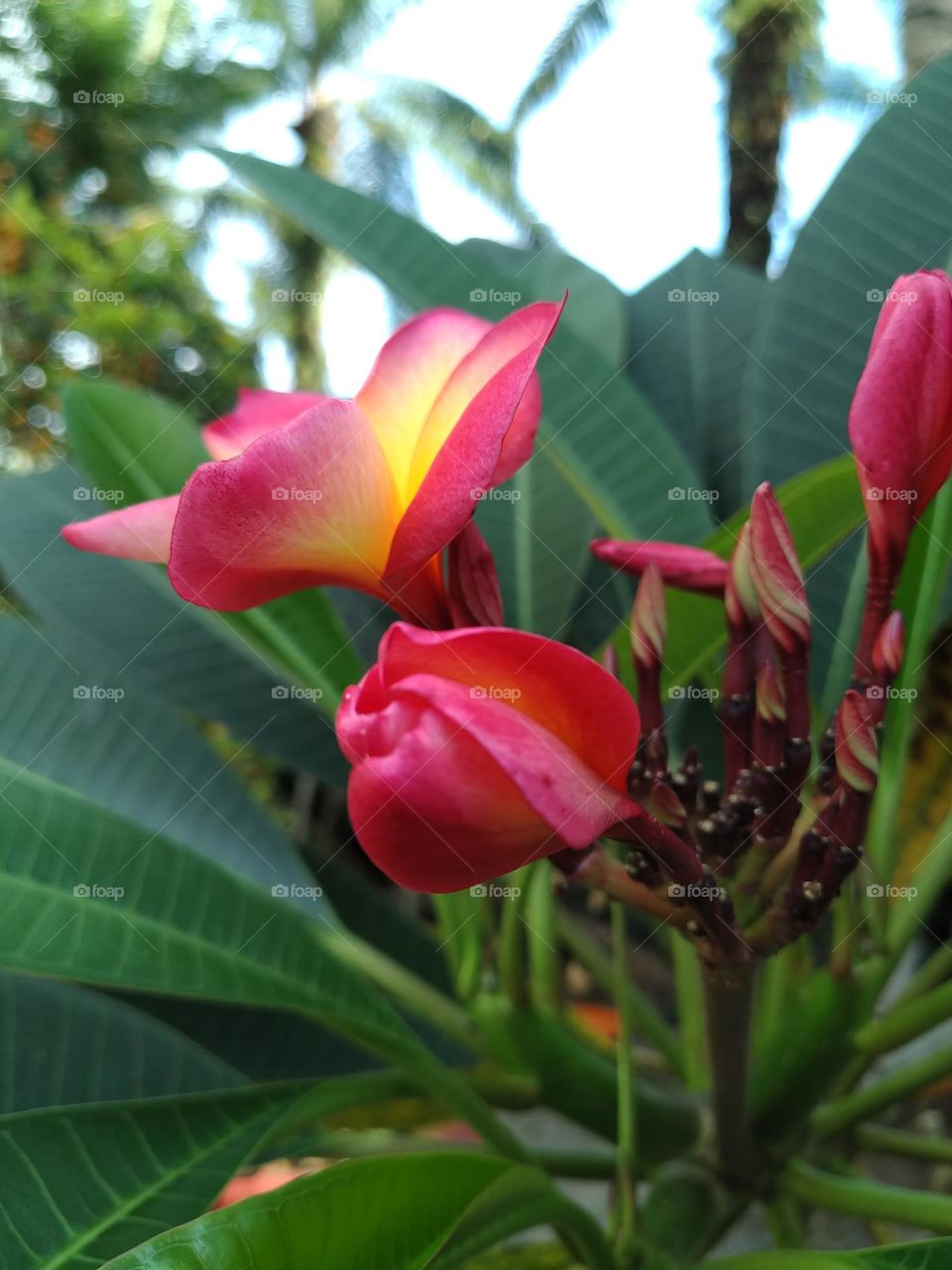 View of Frangipani flowers that bloom beautifully