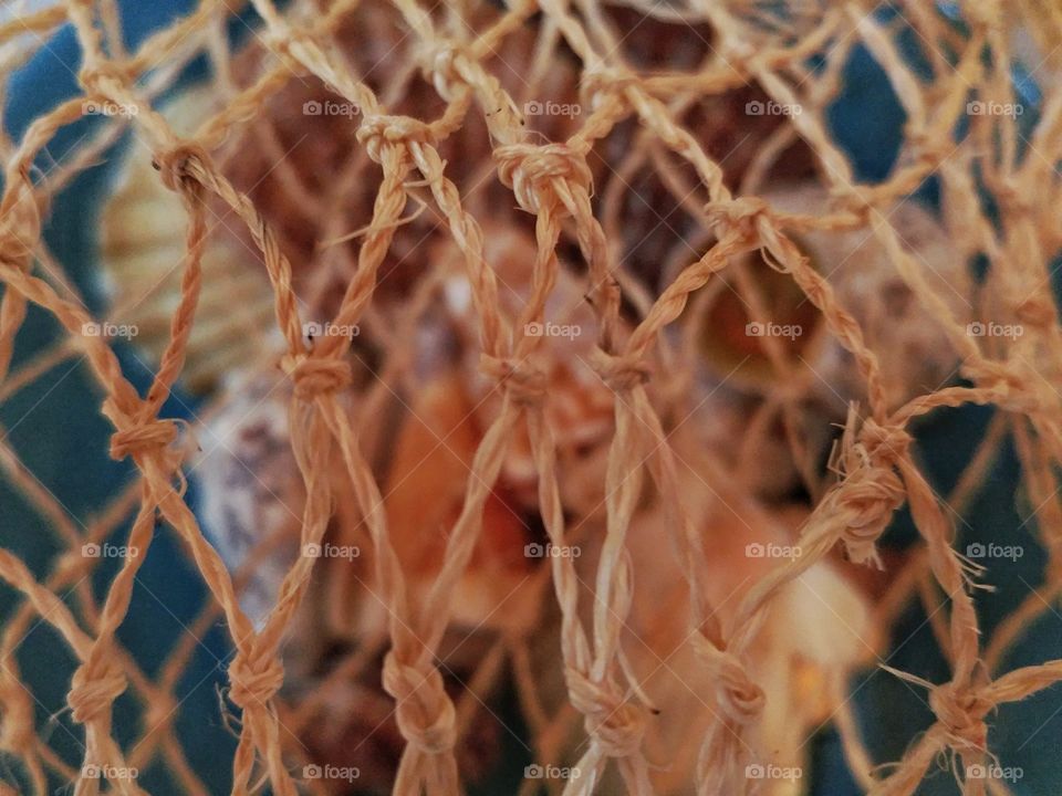 Focus on netting above shells