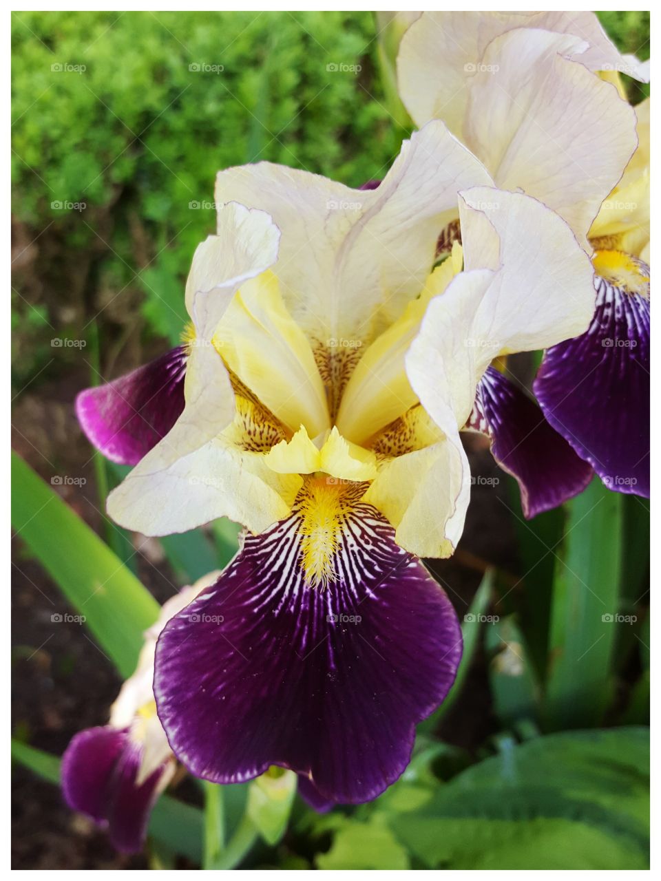 A beautiful Iris
