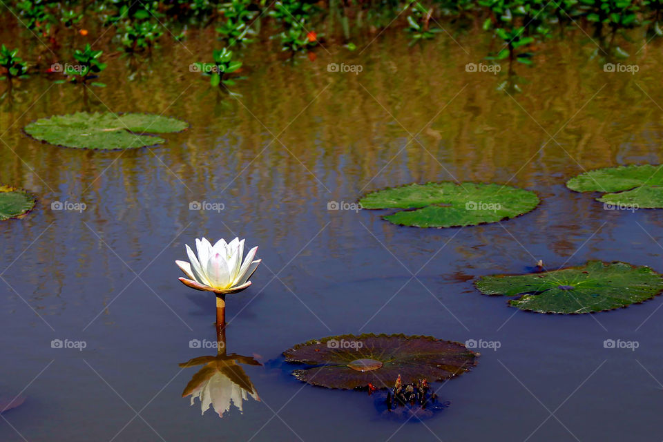 White Lotus Flower