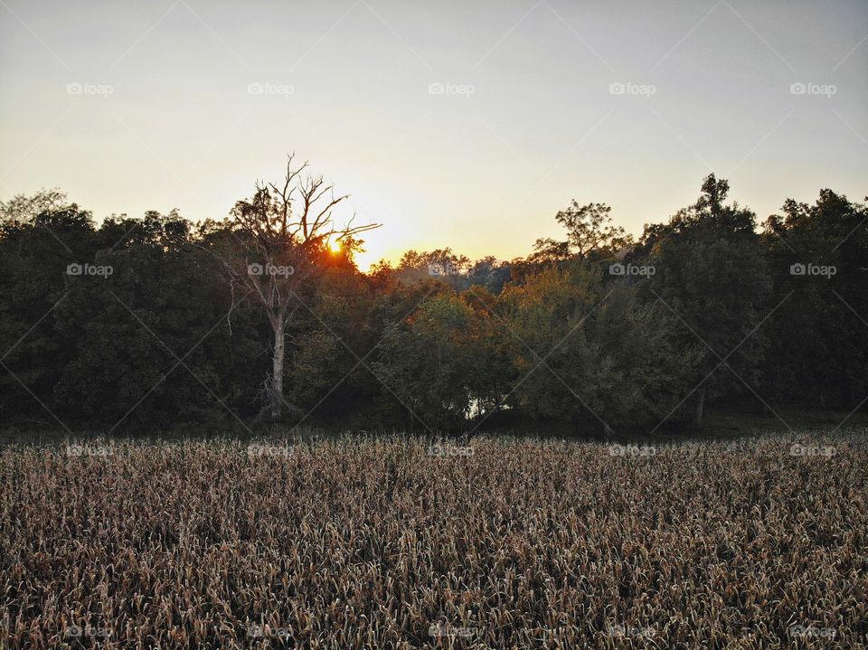 Out of the woods and into the cornfield at sundown.