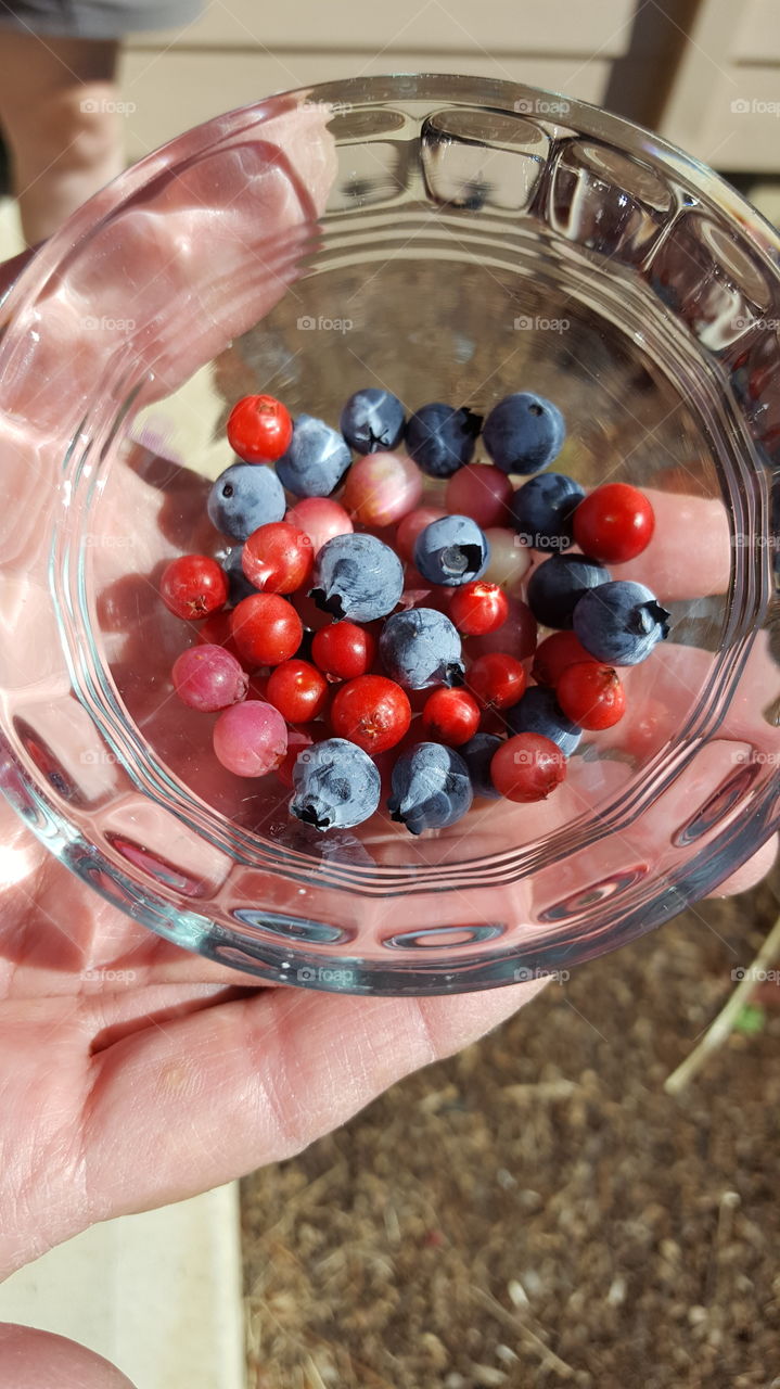 berries