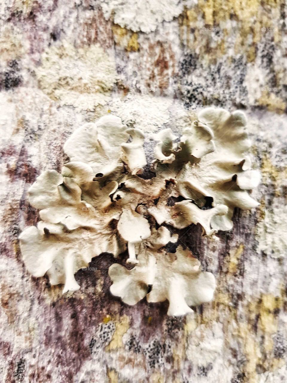 Fungus, Nature, Mushroom, Wood, Closeup