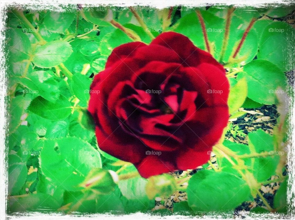 Crimson Rose