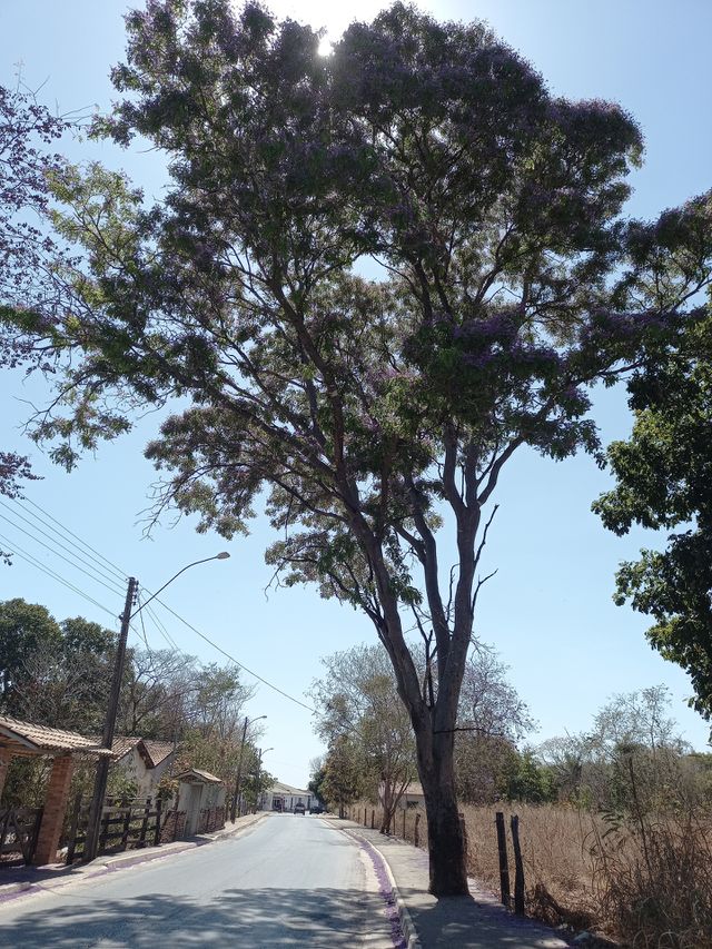 Árvores.