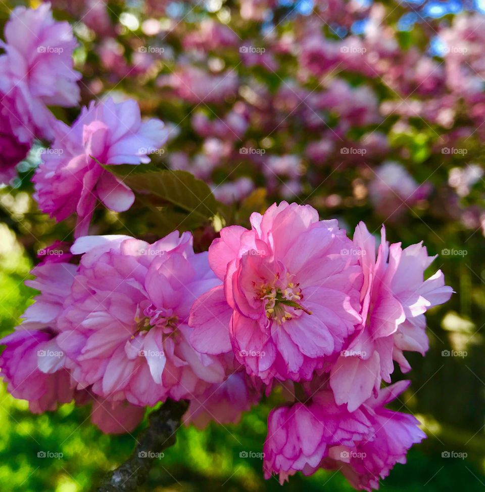 Springtime pink apple blossoms on a sunny day