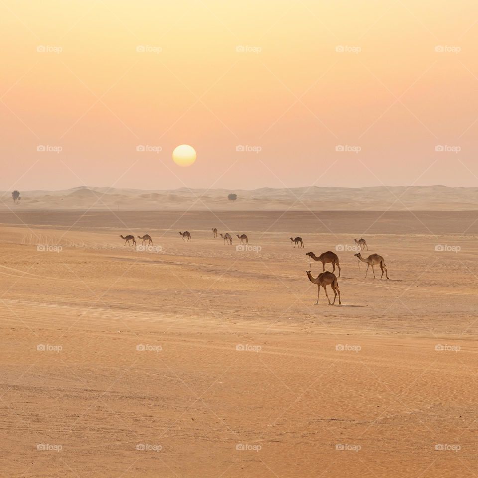 Sunset in desert. Camel caravan
