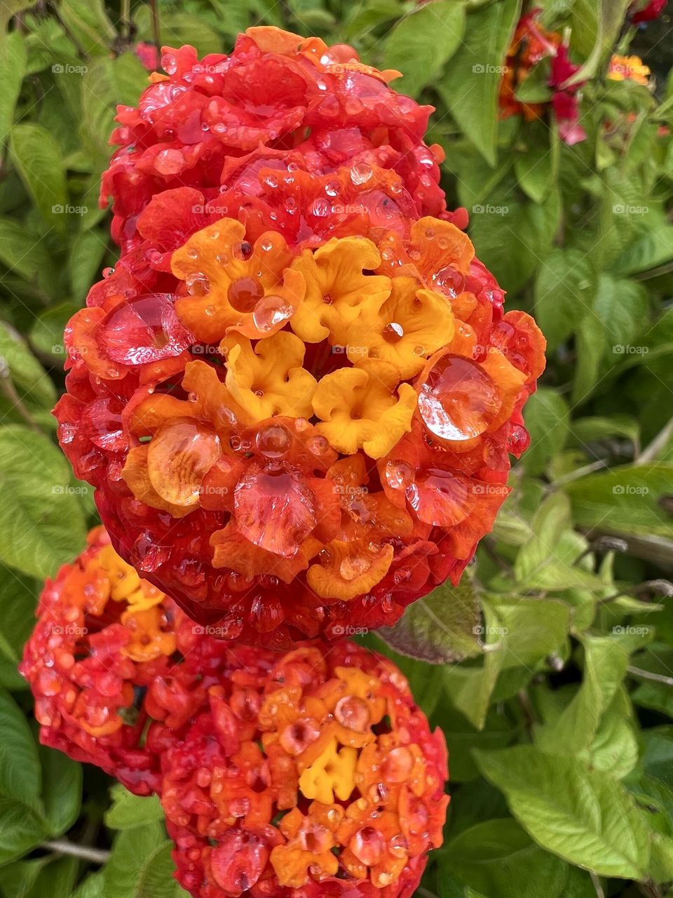 These bright and colorful flowers had just made it through a heavy rainstorm. The drops of water still sit perfectly on them as they wait for the sun to return. 
