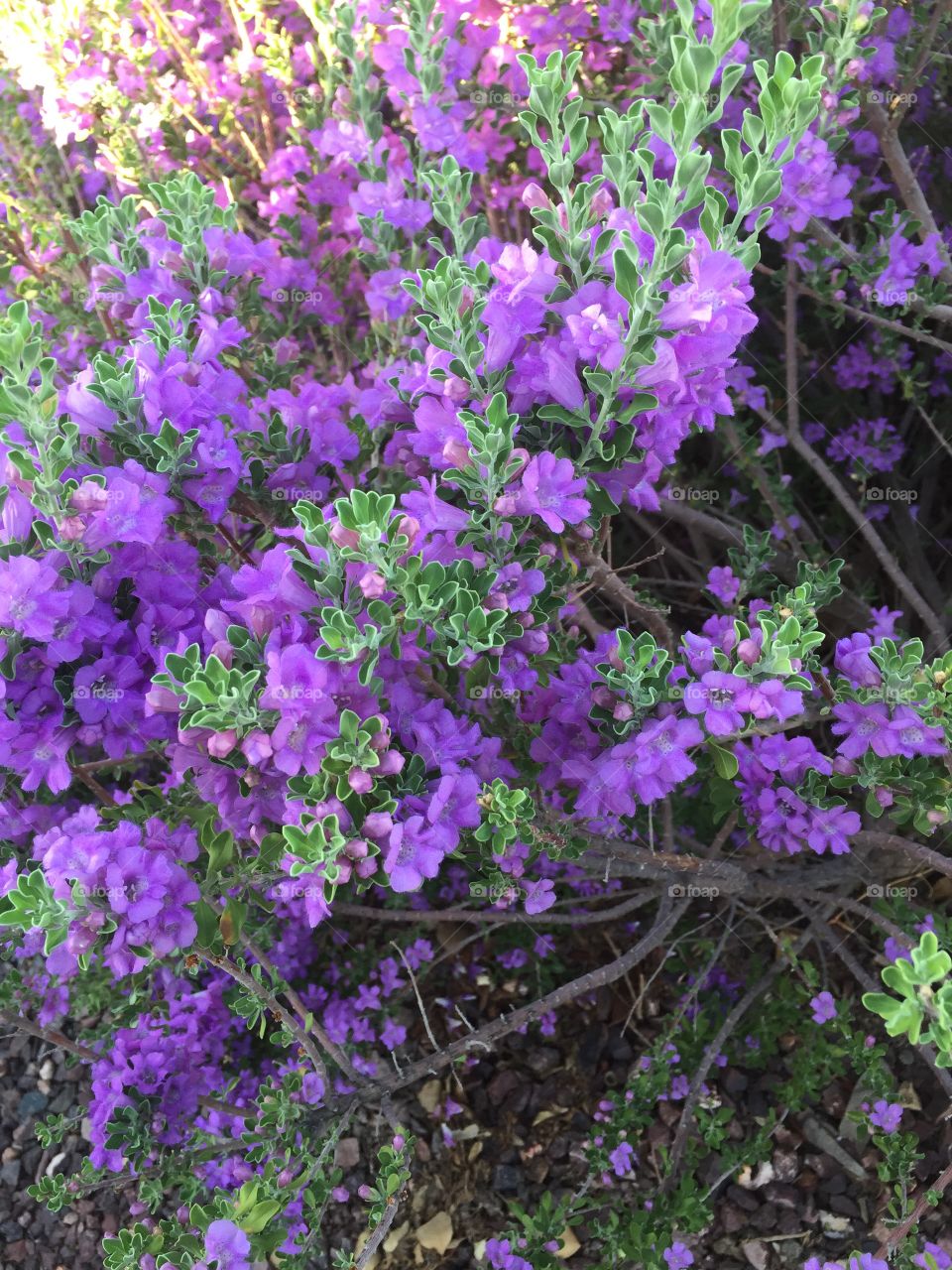 purple flowers 