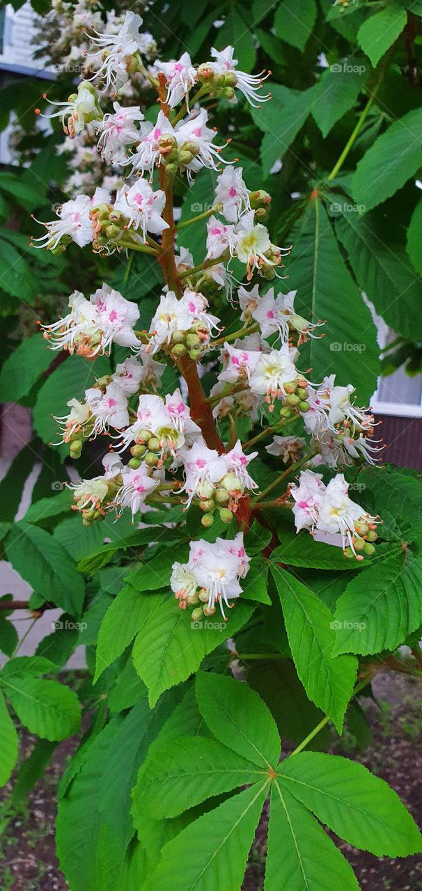 Chestnut flowers