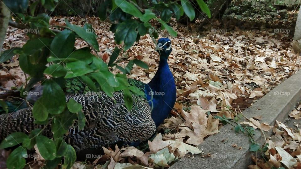 a peacock in the autumn