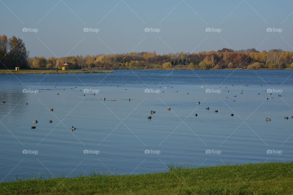 lake beautiful nature landscape and birds swimming autumn time blue sky background