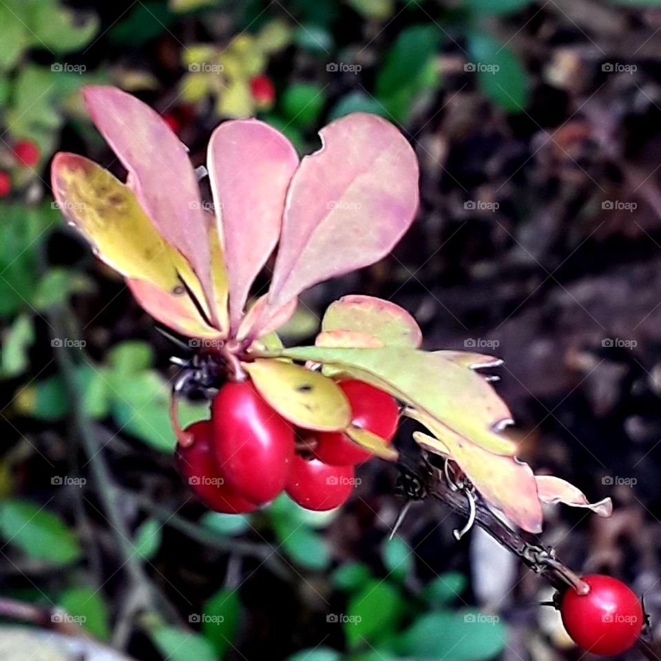 autumn coloured leaves and red berries of barberry