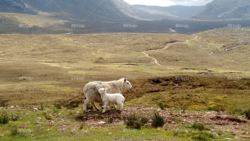 Lonely sheeps get lost in the Highlands