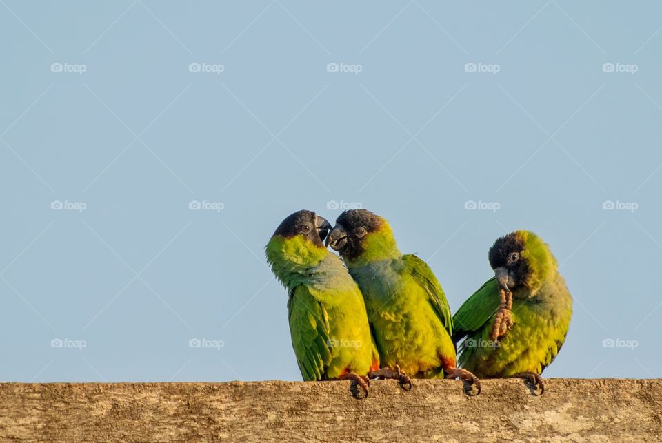 Periquito fica com ciúmes querendo beijo