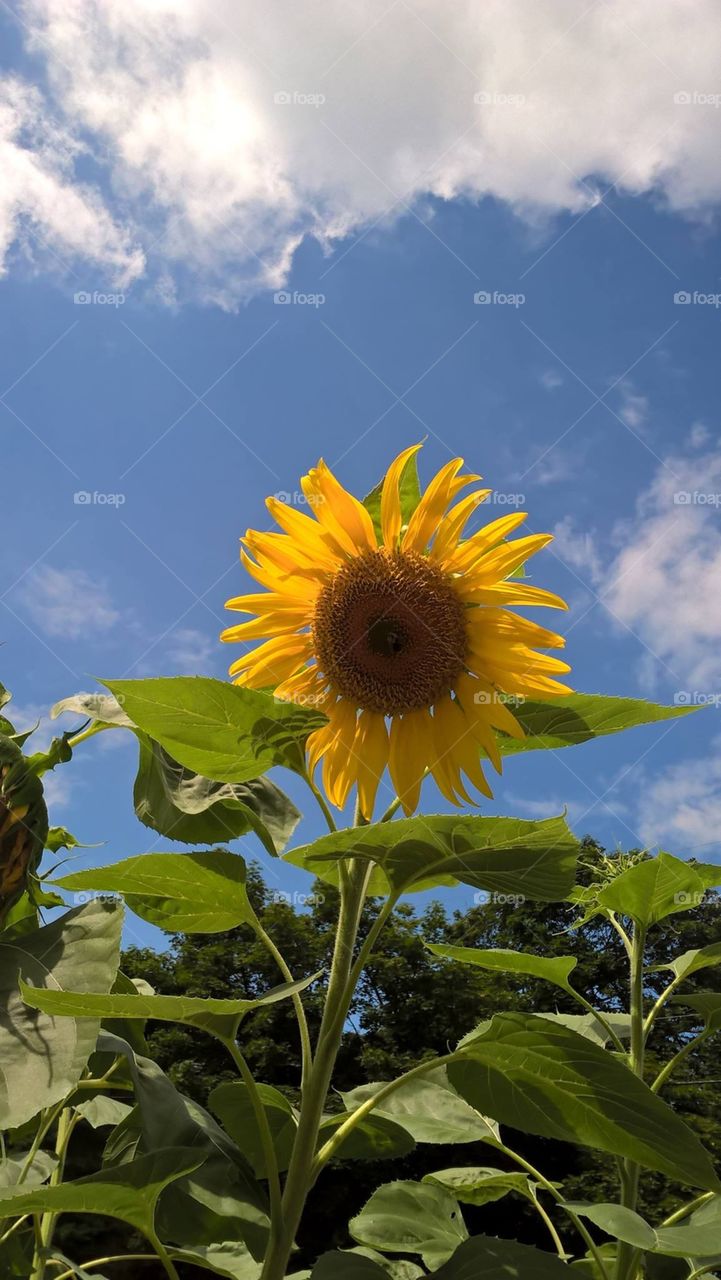 Sunflower in Lancaster PA
