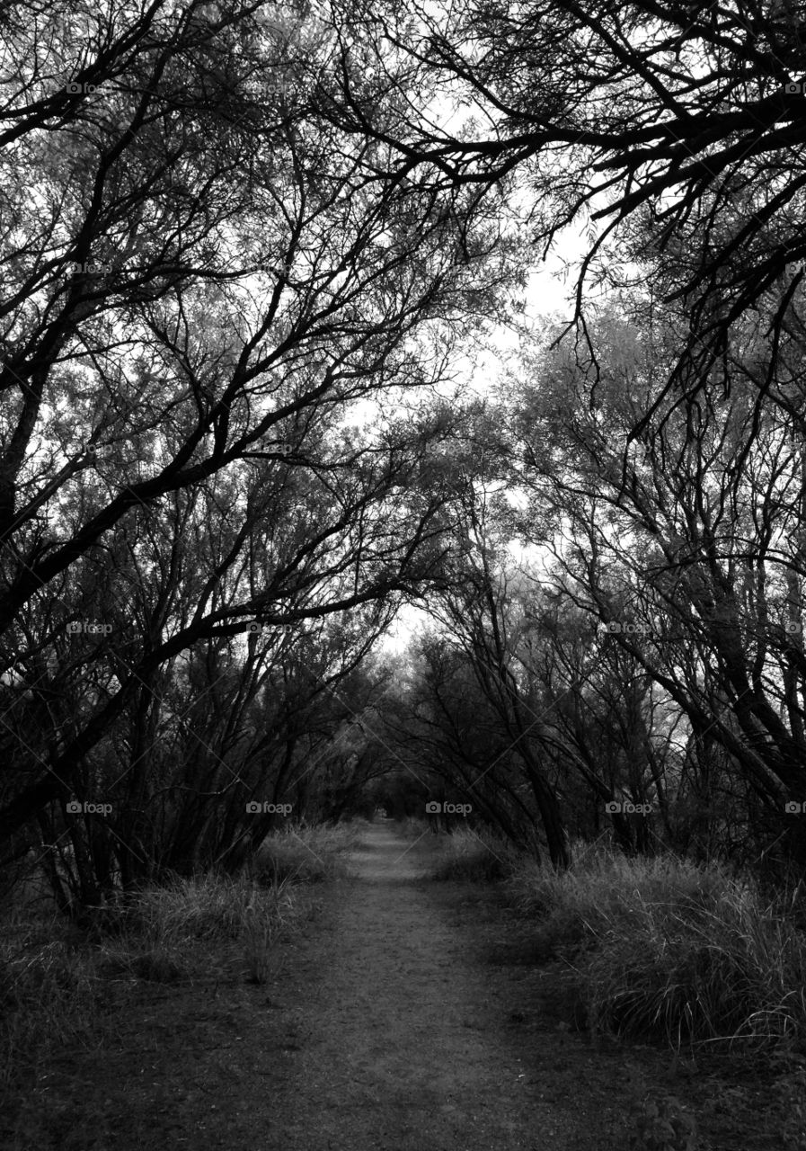 Black and White Tree Covered Path