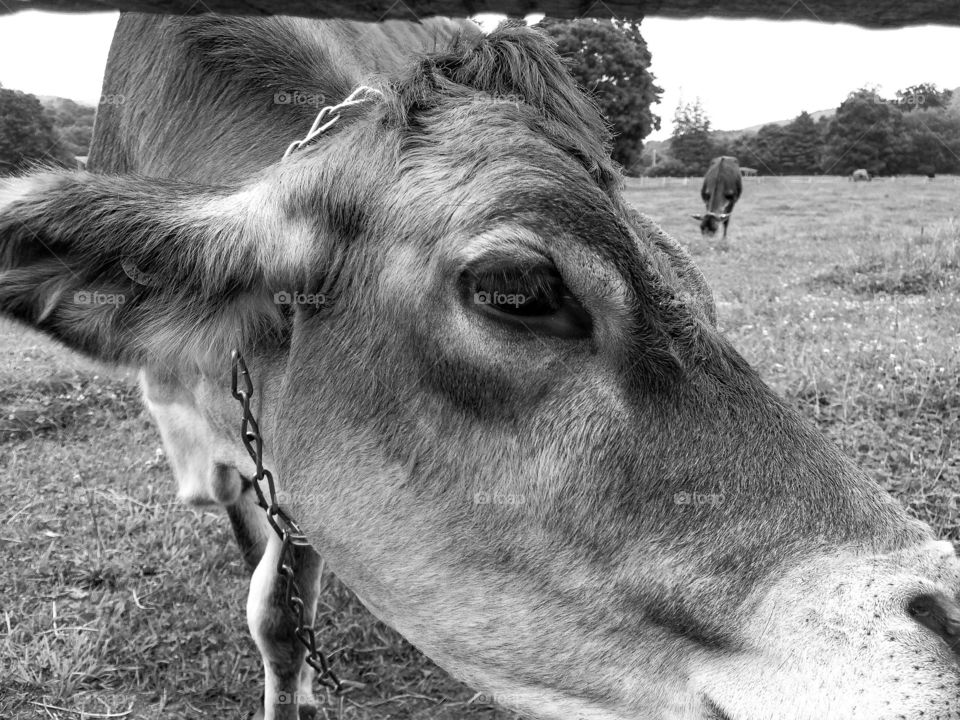 Close up black and white of a Guernsey cow’s head and big eye coming through he fence 