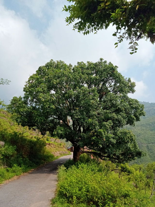 My favourite childhood haunt - old mango tree