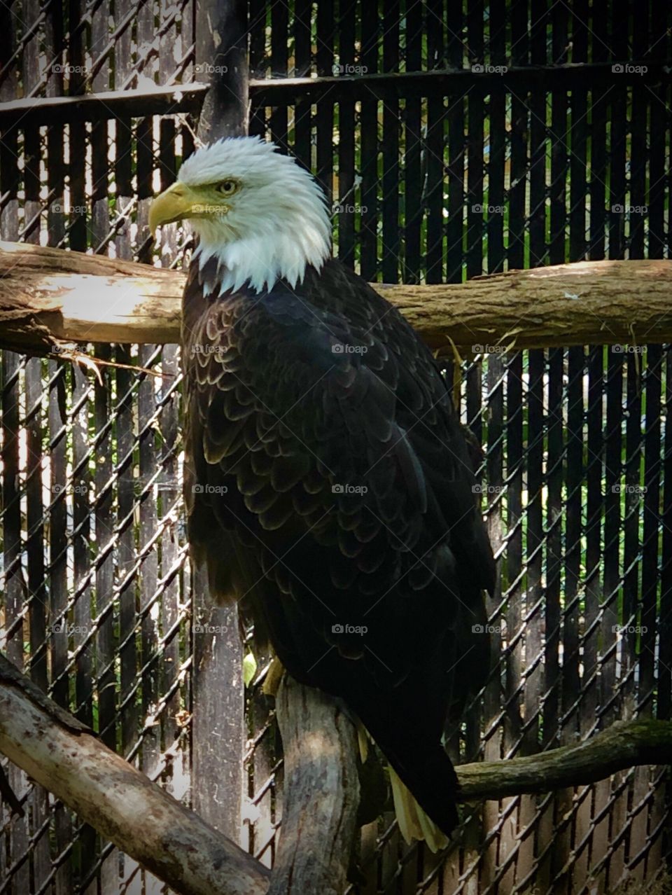Zoo Animals- Eagle