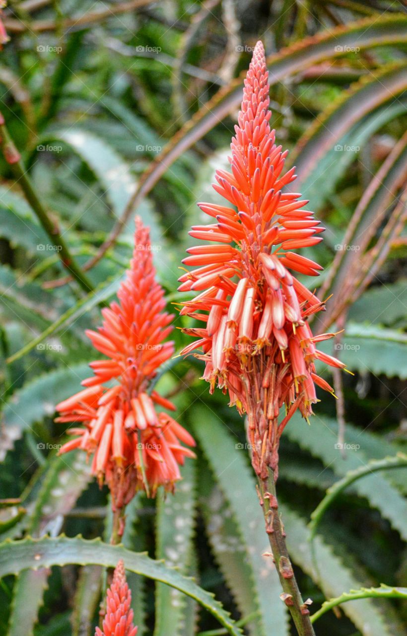 Kniphofia, aka Winter cheer. Kniphofia, aka Winter cheer