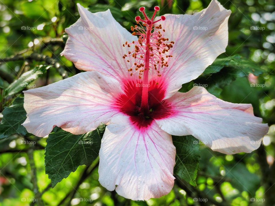 Porto botanical garden 