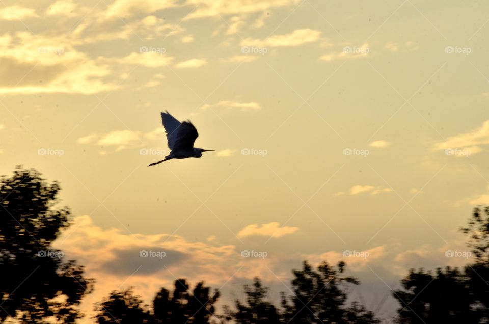 Heron Flying Over Belmar Lakes