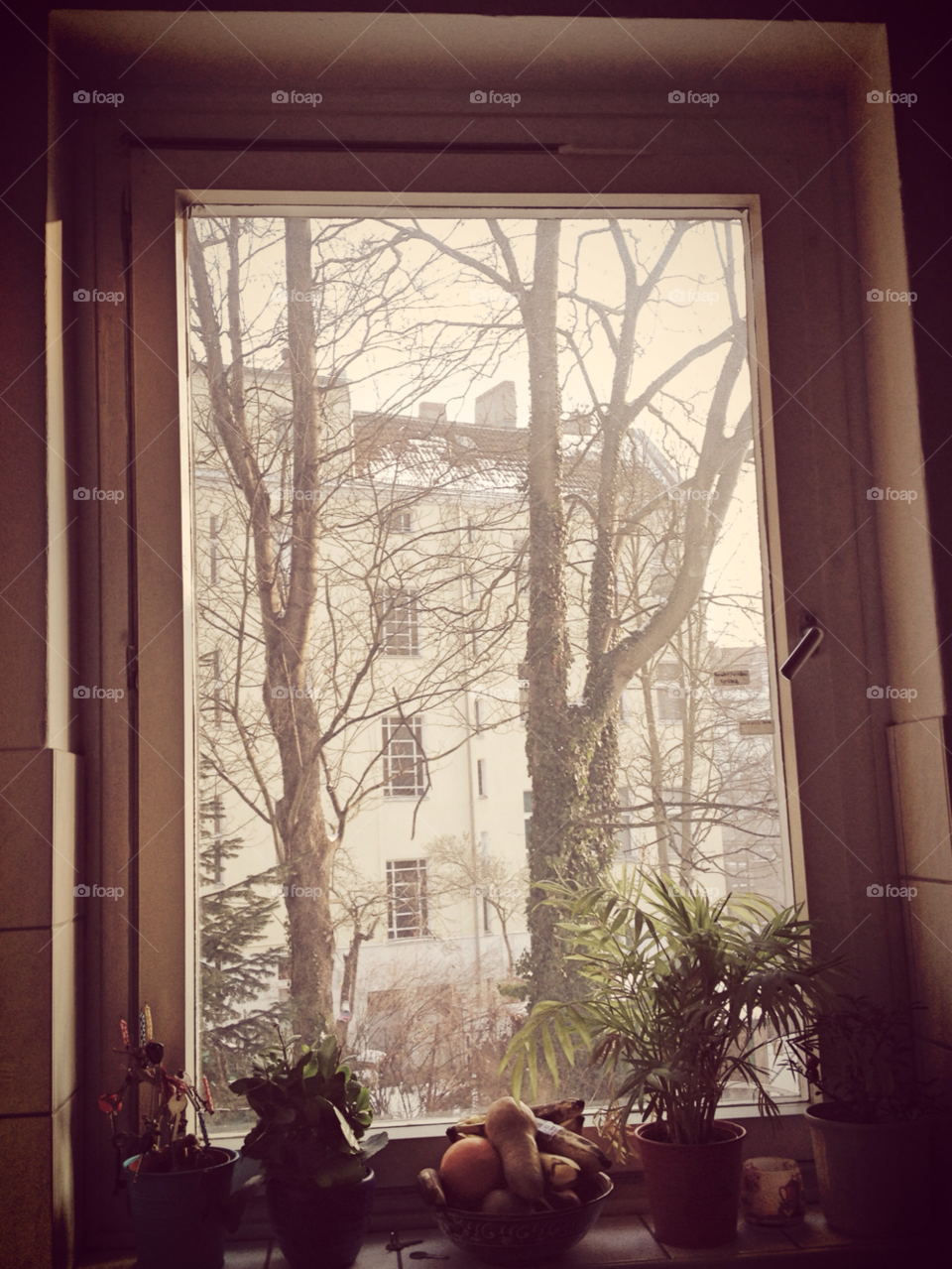 snow plants window backyard by sickfede