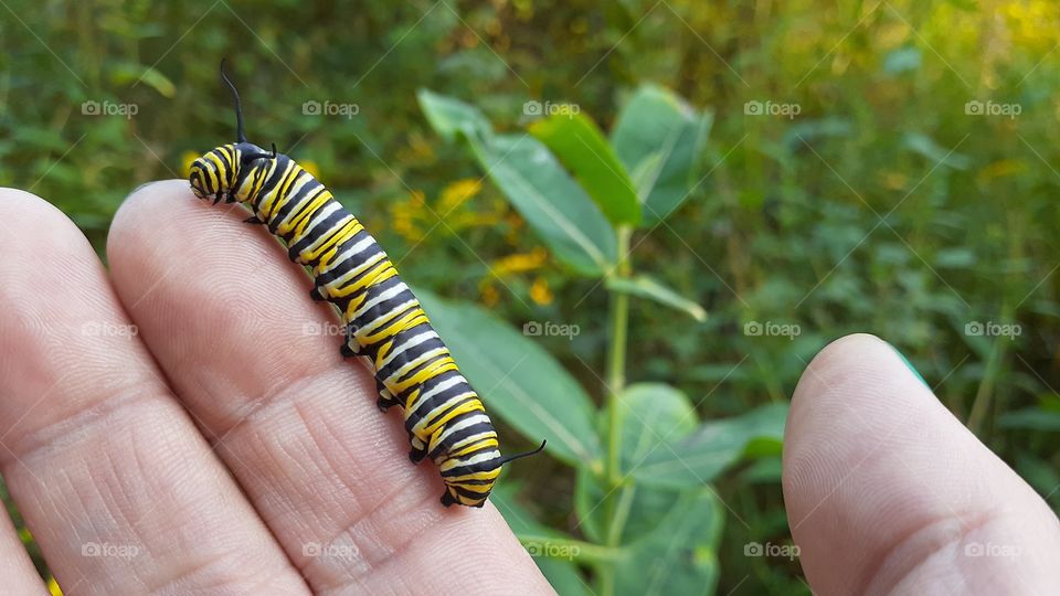 Monarch Caterpillar