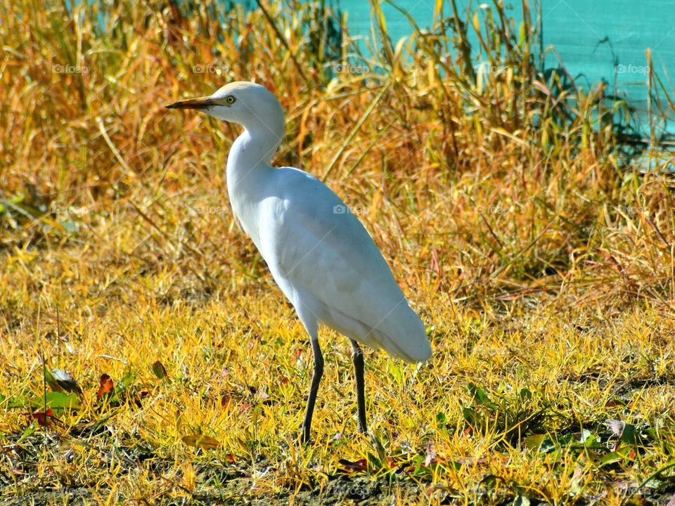 white Egret